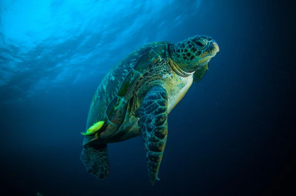 Żółw morski pływanie bunaken sulawesi Indonezja chelonia mydas zdjęcie podwodne Zdjęcia Stockowe bez tantiem