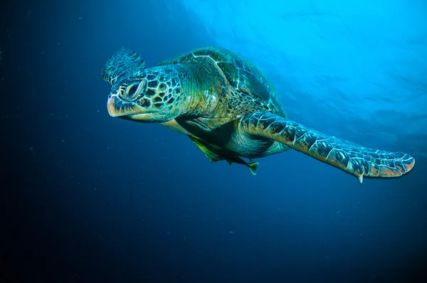 Żółw morski na rafy bunaken sulawesi Indonezja chelonia mydas zdjęcie podwodne Obrazy Stockowe bez tantiem