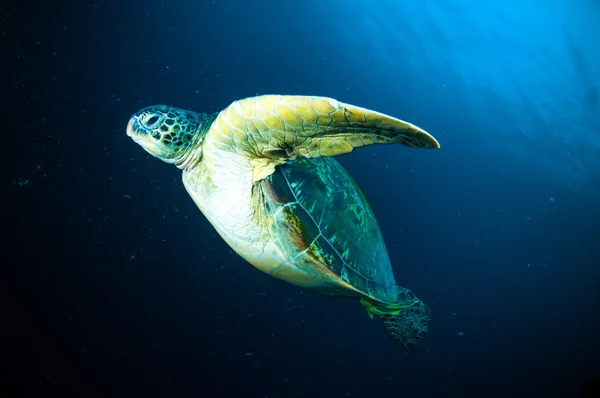 Żółw morski na rafy bunaken sulawesi Indonezja chelonia mydas zdjęcie podwodne Obraz Stockowy