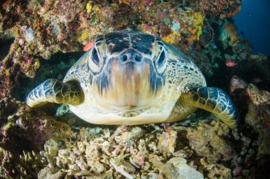 Sea turtle on coral bunaken sulawesi indonesia mydas chelonia underwater photo clipart