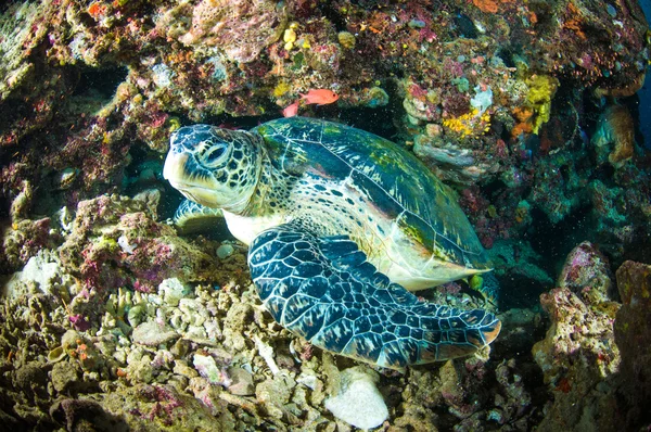 Meeresschildkröte auf Korallen bunaken sulawesi indonesien mydas chelonia unterwasser photo — Stockfoto