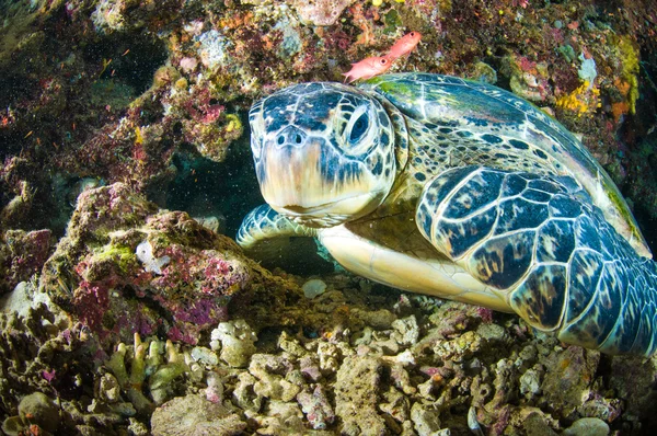 Tortuga marina sobre coral bunaken sulawesi indonesia mydas chelonia foto submarina — Foto de Stock