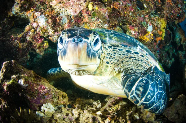 Sea turtle on coral bunaken sulawesi indonesia mydas chelonia underwater photo — Stock Photo, Image