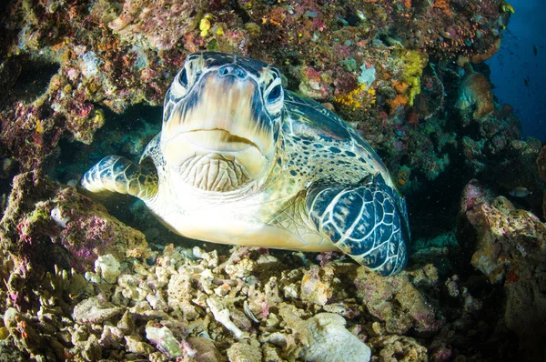 Meeresschildkröte auf Korallen bunaken sulawesi indonesien mydas chelonia unterwasser photo — Stockfoto