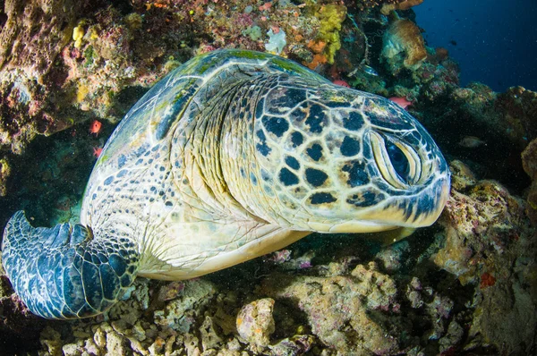 Tortuga marina sobre coral bunaken sulawesi indonesia mydas chelonia foto submarina —  Fotos de Stock