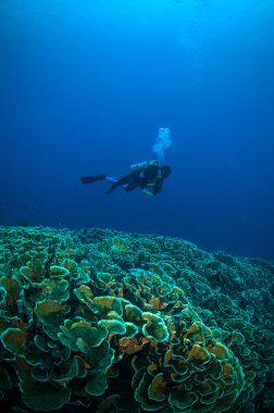 Tüplü dalış mercan tekne bunaken sulawesi aşağıda yukarıda Endonezya sualtı fotoğraf