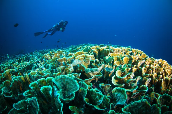 Scuba diving ovanför coral nedan båt bunaken sulawesi Indonesien undervattensfoto — Stockfoto