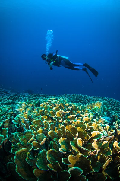 Ныряние с аквалангом над кораллом под лодкой bunaken sulawesi indonesia подводное фото — стоковое фото