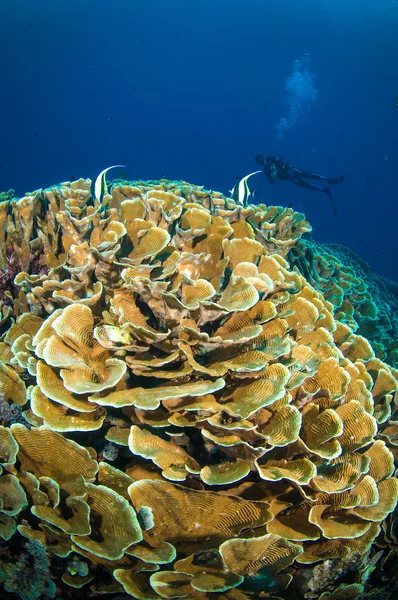 Ныряние с аквалангом над кораллом под лодкой bunaken sulawesi indonesia подводное фото — стоковое фото