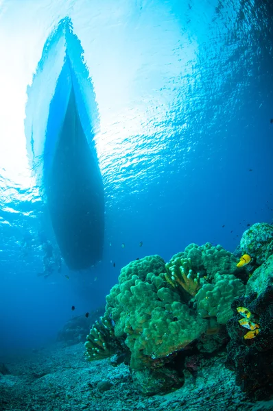 Губка нижче човен bunaken Сулавесі Індонезії підводні фото — стокове фото