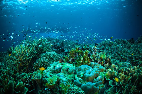 Tausend fische unter boot bunaken sulawesi indonesien unterwasserfoto — Stockfoto