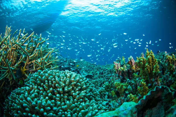 Binlerce balık aşağıdaki tekne bunaken sulawesi Endonezya sualtı fotoğraf — Stok fotoğraf