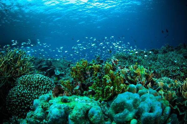 Tysięcy ryb poniżej łodzi bunaken sulawesi podwodne zdjęcia Indonezja Zdjęcia Stockowe bez tantiem