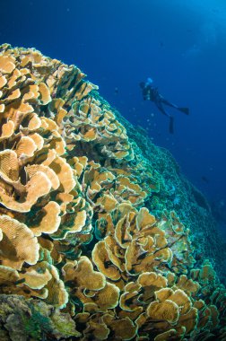 Tüplü dalış mercan tekne bunaken sulawesi aşağıda yukarıda Endonezya sualtı fotoğraf