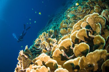 Scuba diving above coral below boat bunaken sulawesi indonesia underwater photo clipart