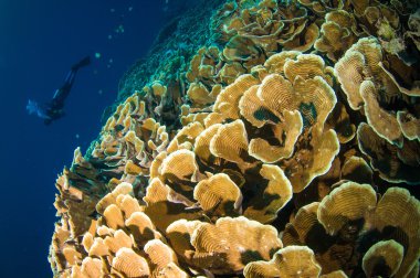 Scuba diving above coral below boat bunaken sulawesi indonesia underwater photo clipart