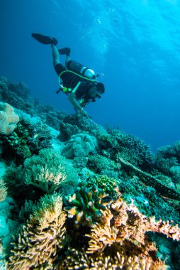 Scuba diving dalgıç kapoposang sulawesi Endonezya sualtı