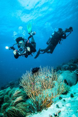 Dalgıç almak bir fotoğraf üzerine mercan kapoposang Endonezya tüplü dalış
