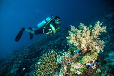 Scuba diving dalgıç kapoposang sulawesi Endonezya sualtı