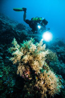 Dalgıç bir fotoğraf mercan kapoposang Endonezya tüplü dalış video alın