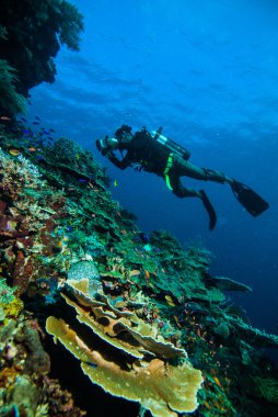 Dalgıç bir fotoğraf renkli mercan kapoposang Endonezya tüplü dalış video alın