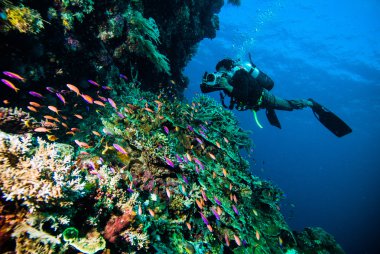 Diver take a photo video upon coral kapoposang indonesia scuba diving clipart