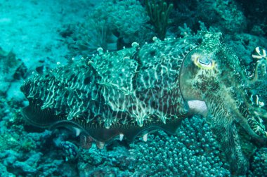 Broadclub mürekkep balığı sefia latimanus kapoposang Endonezya tüplü dalış dalgıç