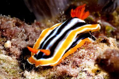 Chromodoris omurgasızını kapoposang dalgıç dalış