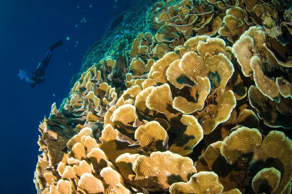 Scuba diving ovanför coral nedan båt bunaken sulawesi Indonesien undervattensfoto — Stockfoto