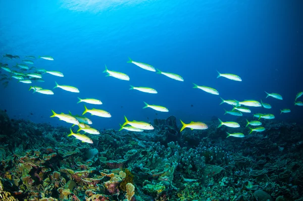 Schooler fish bunaken sulawesi indonesia pentapodus nagasakiensis underwater photo — Stock Photo, Image