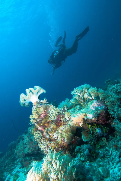 Diver going down kapoposang sulawesi indonesia underwater scuba diving — Stock Photo, Image