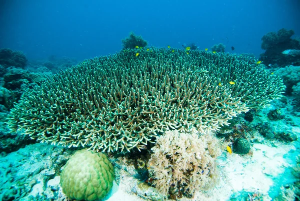 Coral macio kapoposang subaquático — Fotografia de Stock