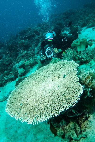 Búvár egy fotót, korall kapoposang Indonézia búvárkodás — Stock Fotó