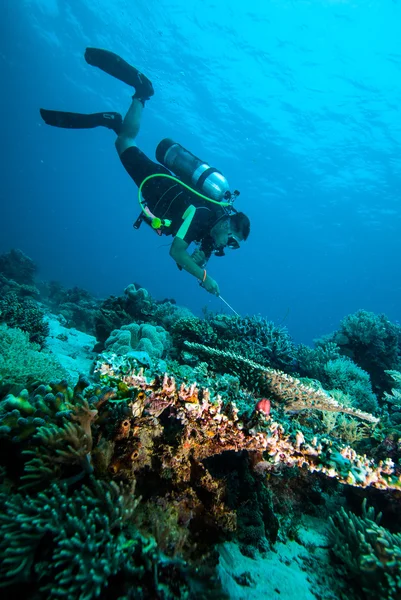 Buceador de buceo kapoposang sulawesi indonesia bajo el agua — Foto de Stock