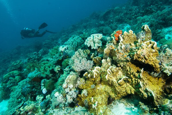 Búvárkodás búvár kapoposang sulawesi Indonézia víz alatti — Stock Fotó