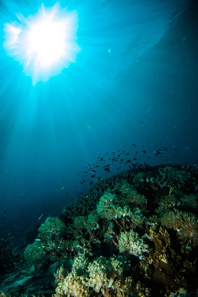 Sun shine duiken duiker kapoposang sulawesi Indonesië onderwater — Stockfoto