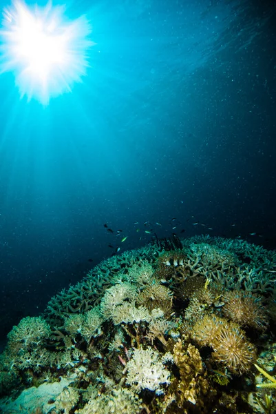 Soleil briller plongée plongeur kapoposang sulawesi indonesia sous-marin — Photo