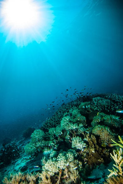 Солнце светит дайвинг ныряльщик kapoposang sulawesi indonesia под водой — стоковое фото