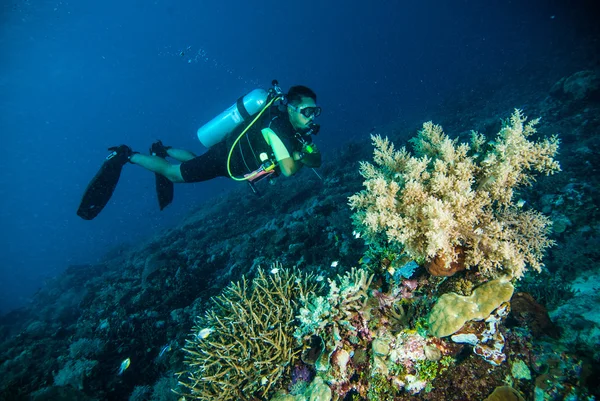 Immersioni subacquee subacquee kapoposang sulawesi indonesia subacquea — Foto Stock