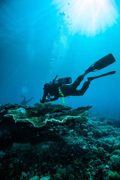 Buceador de buceo kapoposang sulawesi indonesia bajo el agua —  Fotos de Stock