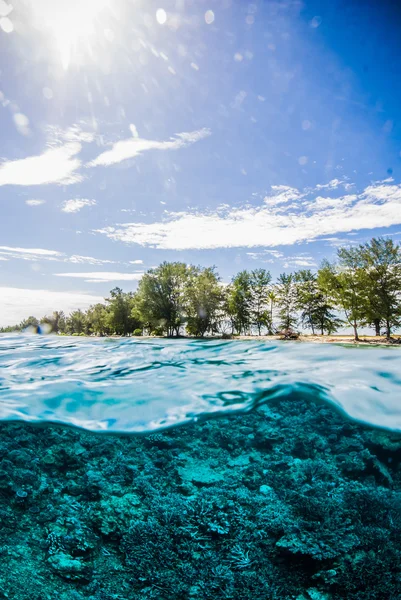 Schöne unterwasserwelt kapoposang indonesien taucher lombok bali — Stockfoto