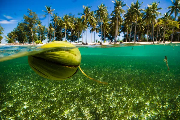 Floating coconut crystal clear water kapoposang indonesia scuba diving dive — Stock Photo, Image