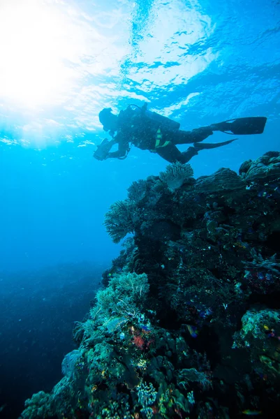 Sun shine scuba diving diver kapoposang sulawesi indonesia underwater — Stock Photo, Image