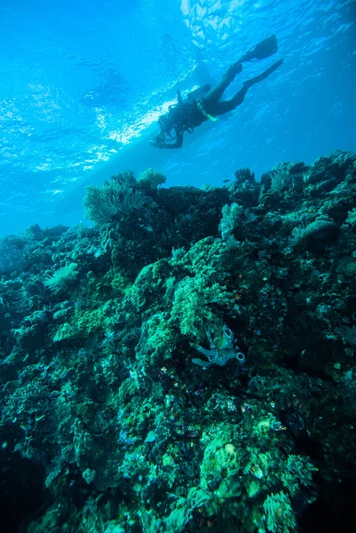 ディープ ブルー海スキューバ ダイビング ダイバー kapoposang インドネシア — ストック写真