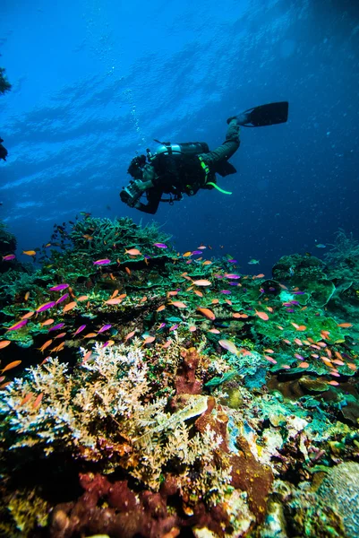Diver take a photo video upon coral kapoposang indonesia scuba diving — стоковое фото