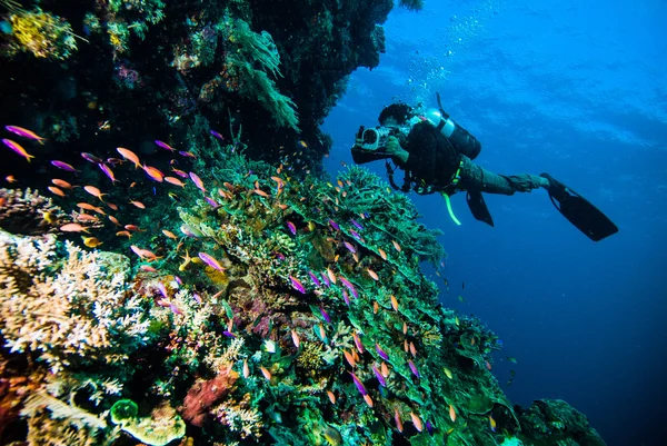 Buzo tomar un video fotográfico sobre coral kapoposang indonesia buceo — Foto de Stock
