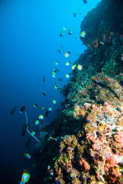 Okul balık mercan scuba dalgıç kapoposang Endonezya dalış yukarıda — Stok fotoğraf