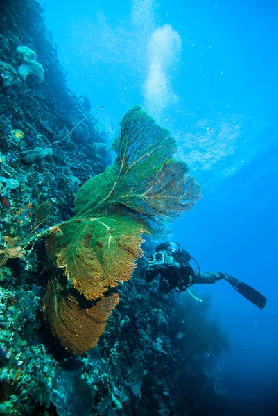 Diver take a photo video upon seafan kapoposang indonesia scuba diving