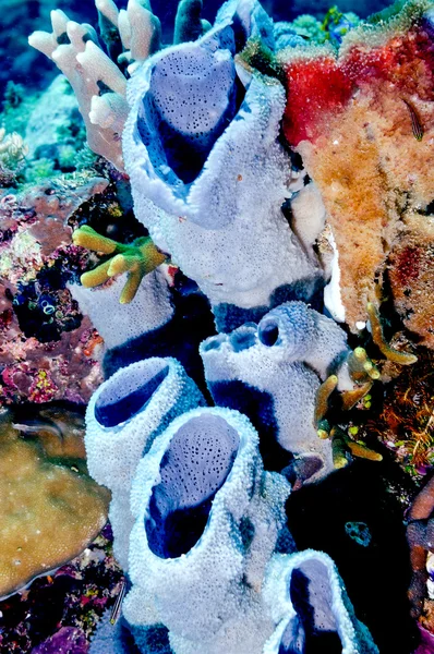 蓝紫色海绵 kapoposang 印度尼西亚水肺潜水潜水员 — 图库照片