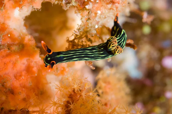 Nembrotha černý zelený nudibranch kapoposang scuba diver potápění — Stock fotografie